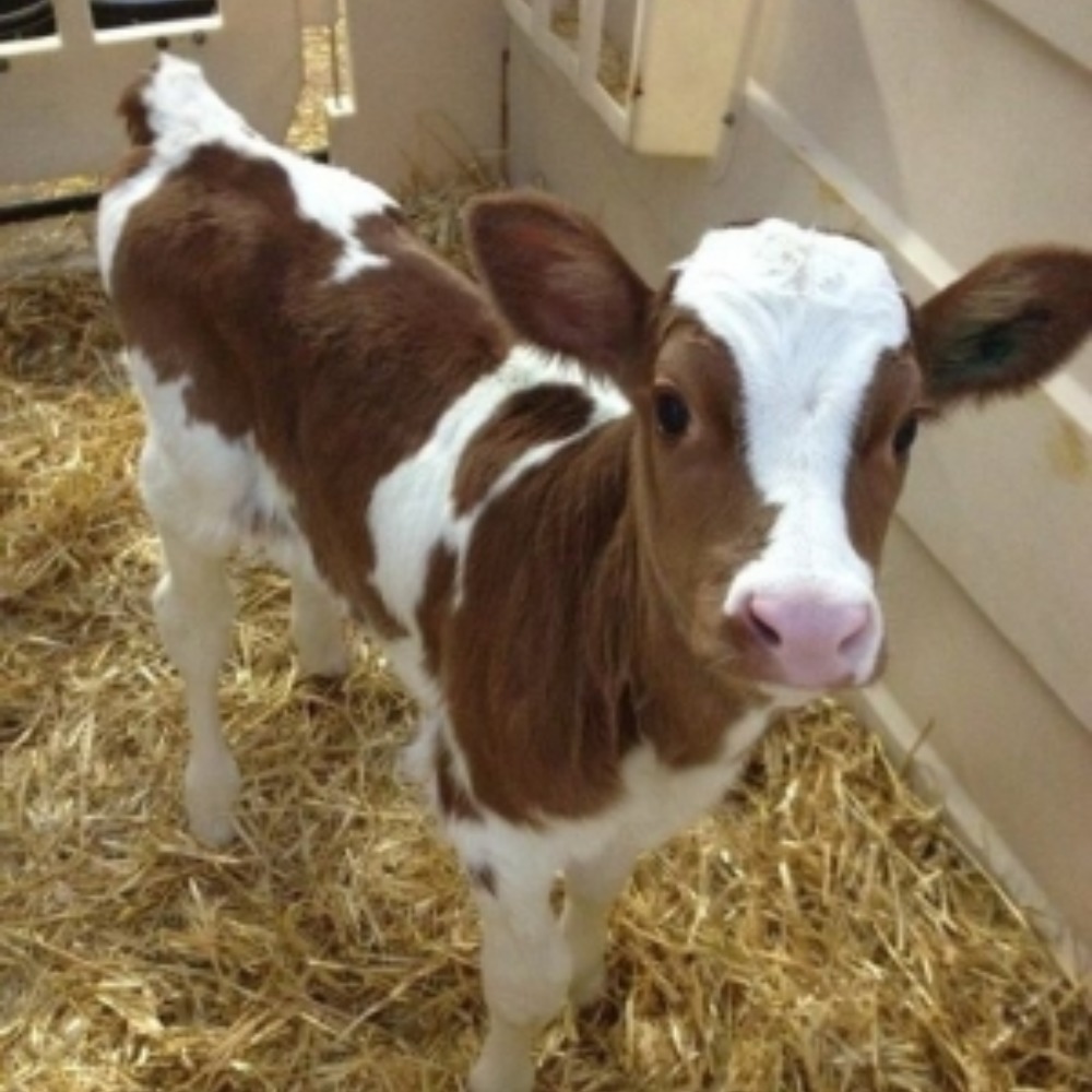 Meet your Posher, Rhys